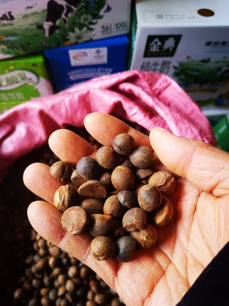 珍珠油茶子烘干仔出售