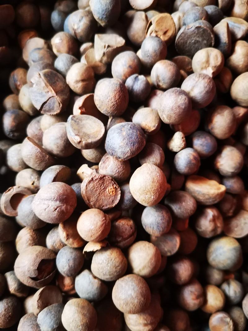 珍珠油茶子烘干仔出售