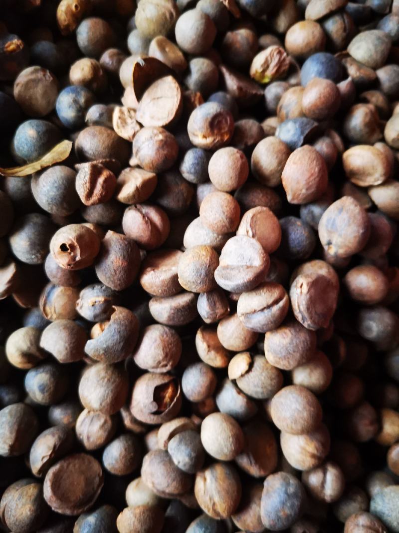 珍珠油茶子烘干仔出售