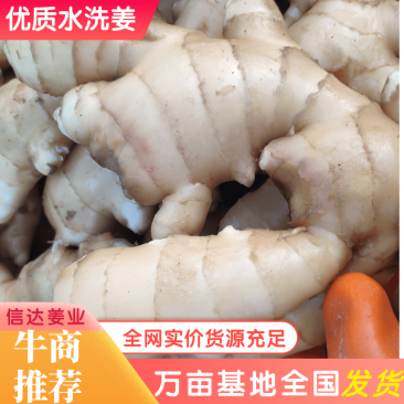【生姜】河北大肉姜大黄姜品质好货源充足供应商超