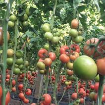西红柿大量有货，欢迎致电咨询