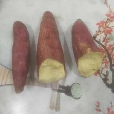 济薯26混装统货基地批发，大量有货