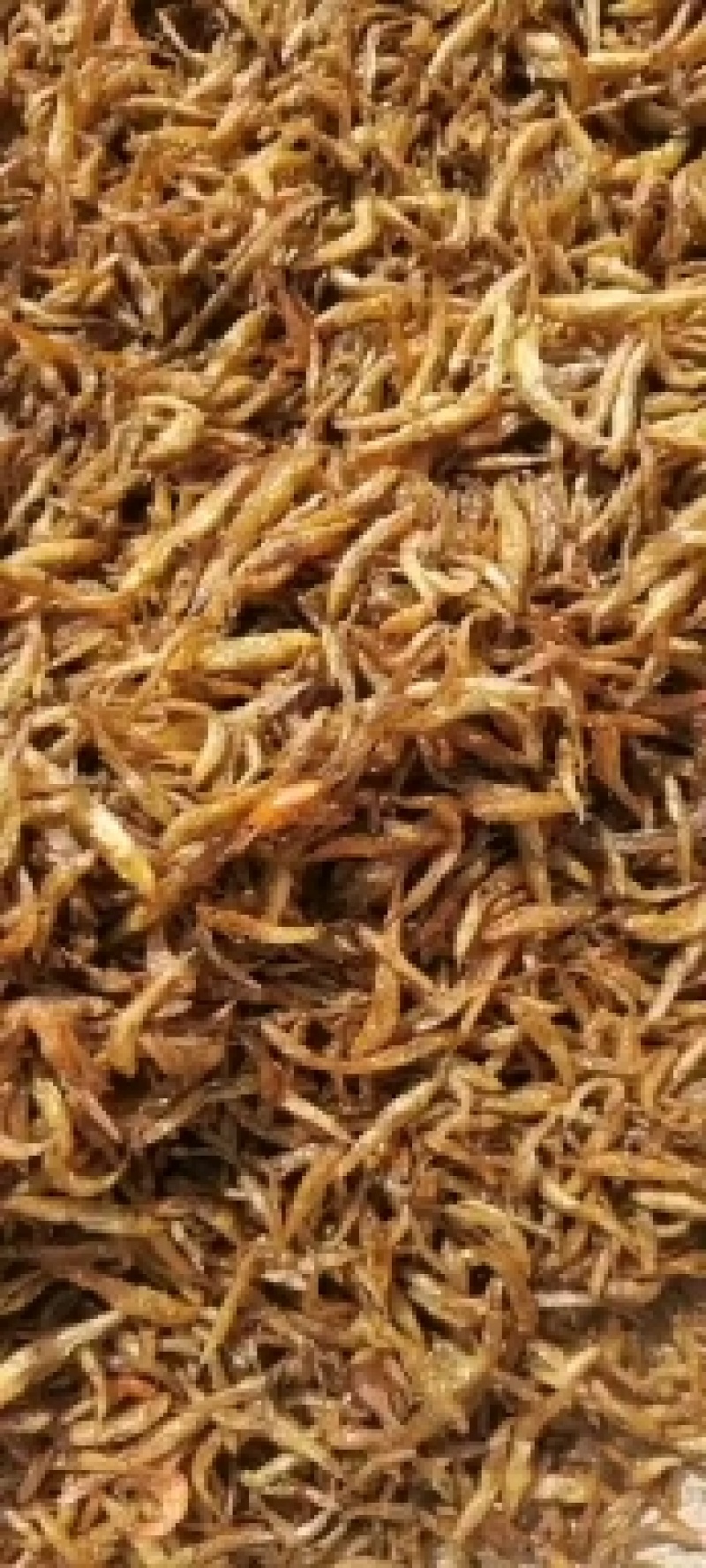 油炸小黄鱼（肉鱼）大量有货