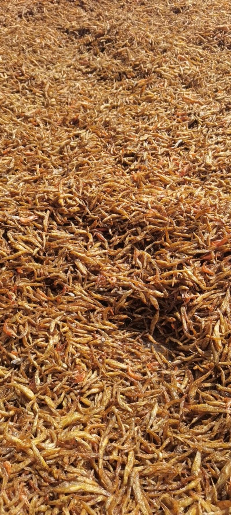 油炸小黄鱼（肉鱼）大量有货