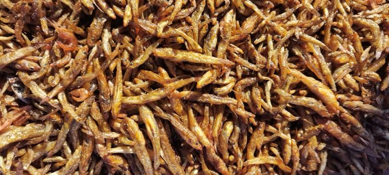 油炸小黄鱼（肉鱼）大量有货