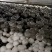 双孢菇新鲜采摘高端绿色健康食用菌百亩种植基地