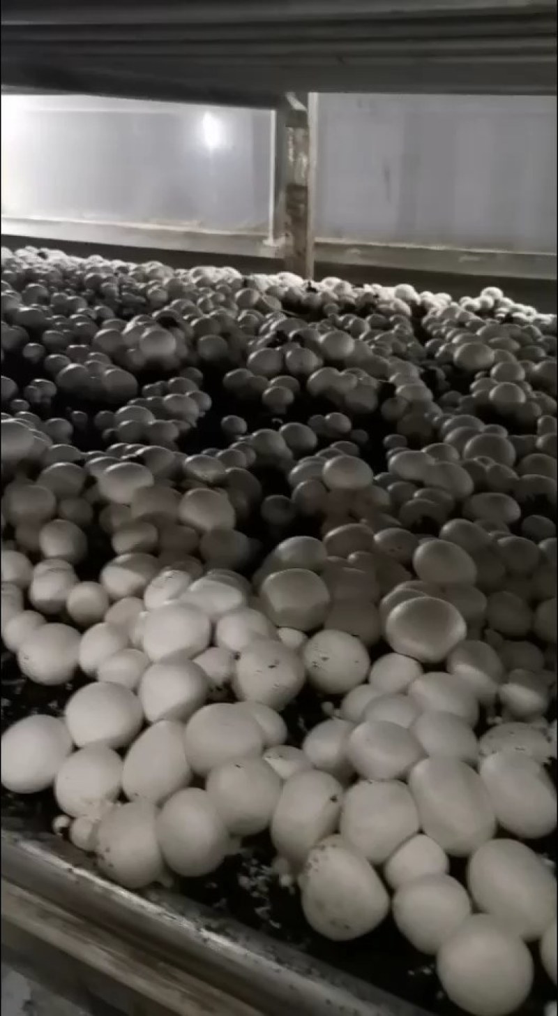 双孢菇新鲜采摘高端绿色健康食用菌百亩种植基地
