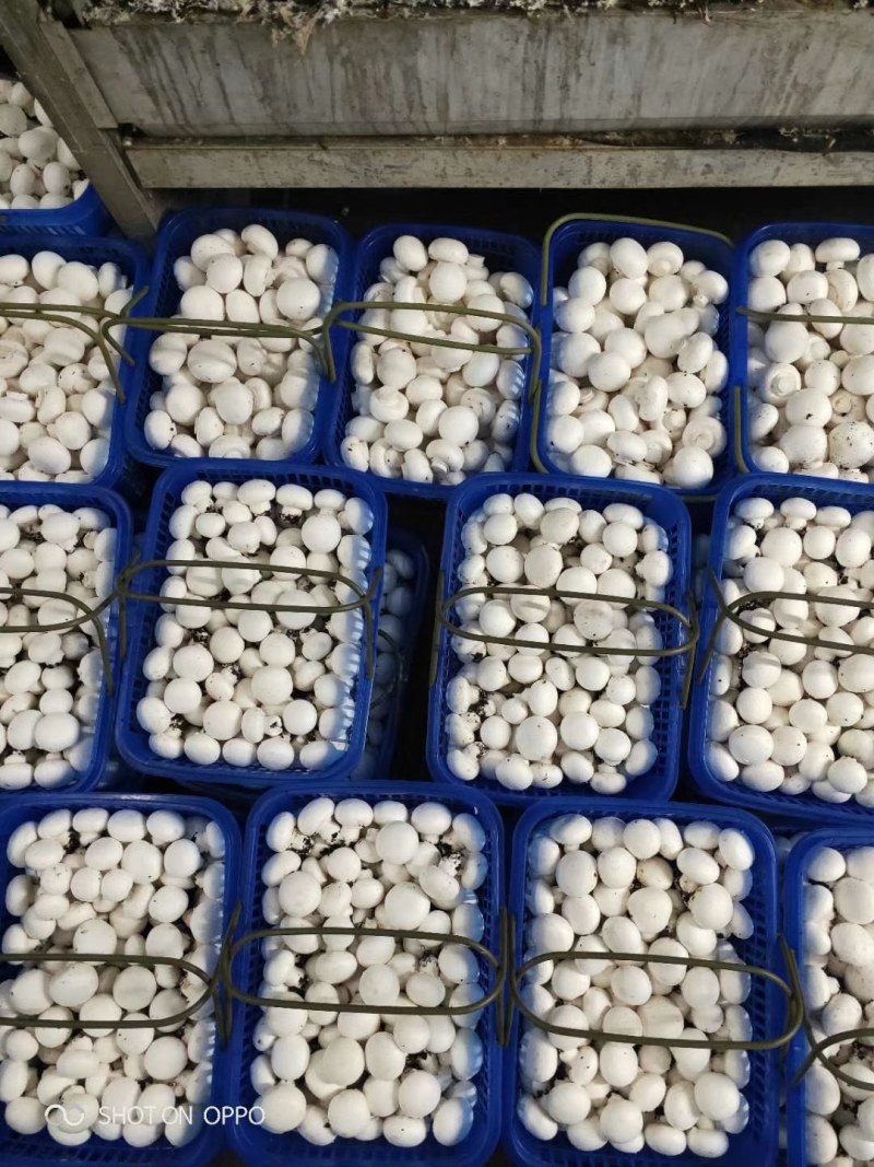 双孢菇新鲜采摘高端绿色健康食用菌百亩种植基地