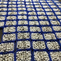 双孢菇新鲜采摘高端绿色健康食用菌百亩种植基地