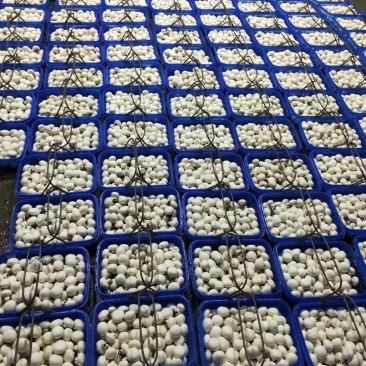 双孢菇新鲜采摘高端绿色健康食用菌百亩种植基地