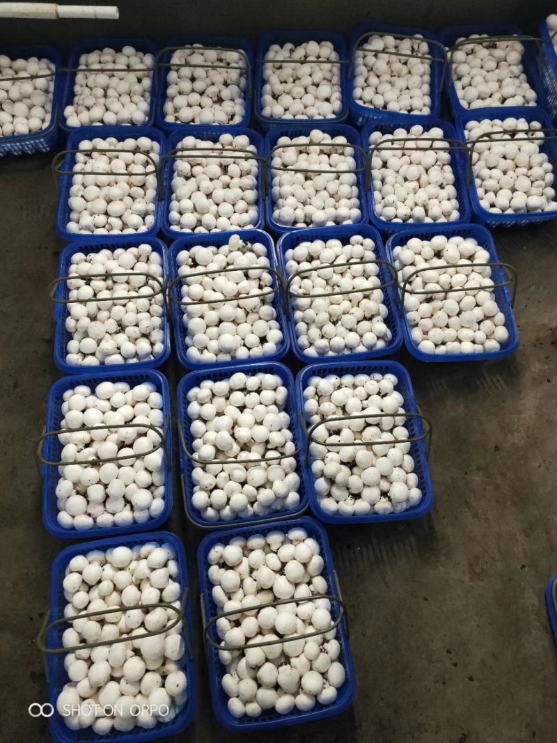 双孢菇新鲜采摘高端绿色健康食用菌百亩种植基地