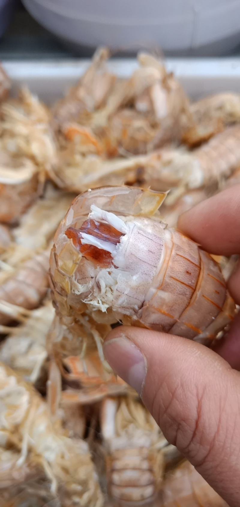 精品特级皮皮虾虾虎爬虾带籽熟冻渤海特产产地直发资质齐全