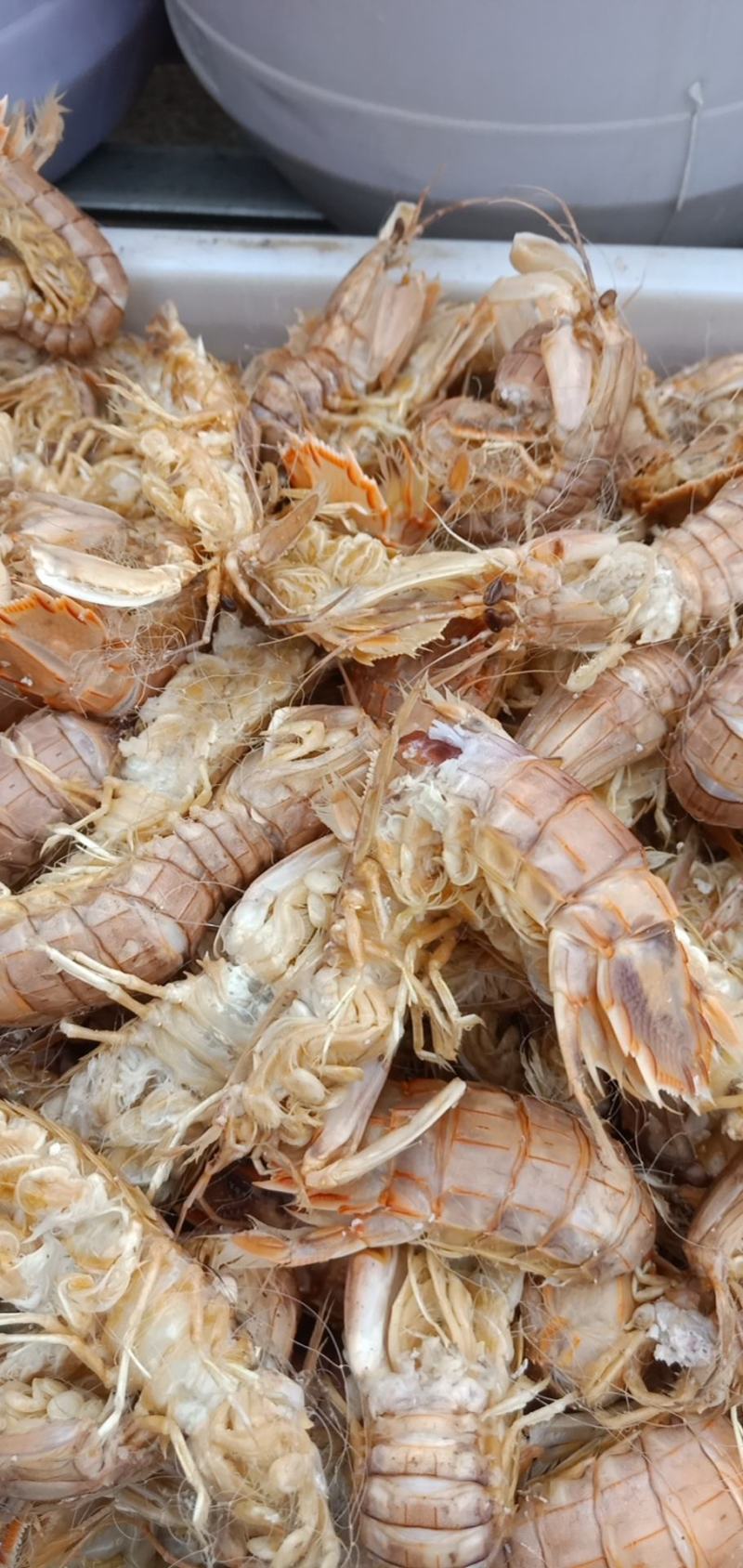 精品特级皮皮虾虾虎爬虾带籽熟冻渤海特产产地直发资质齐全