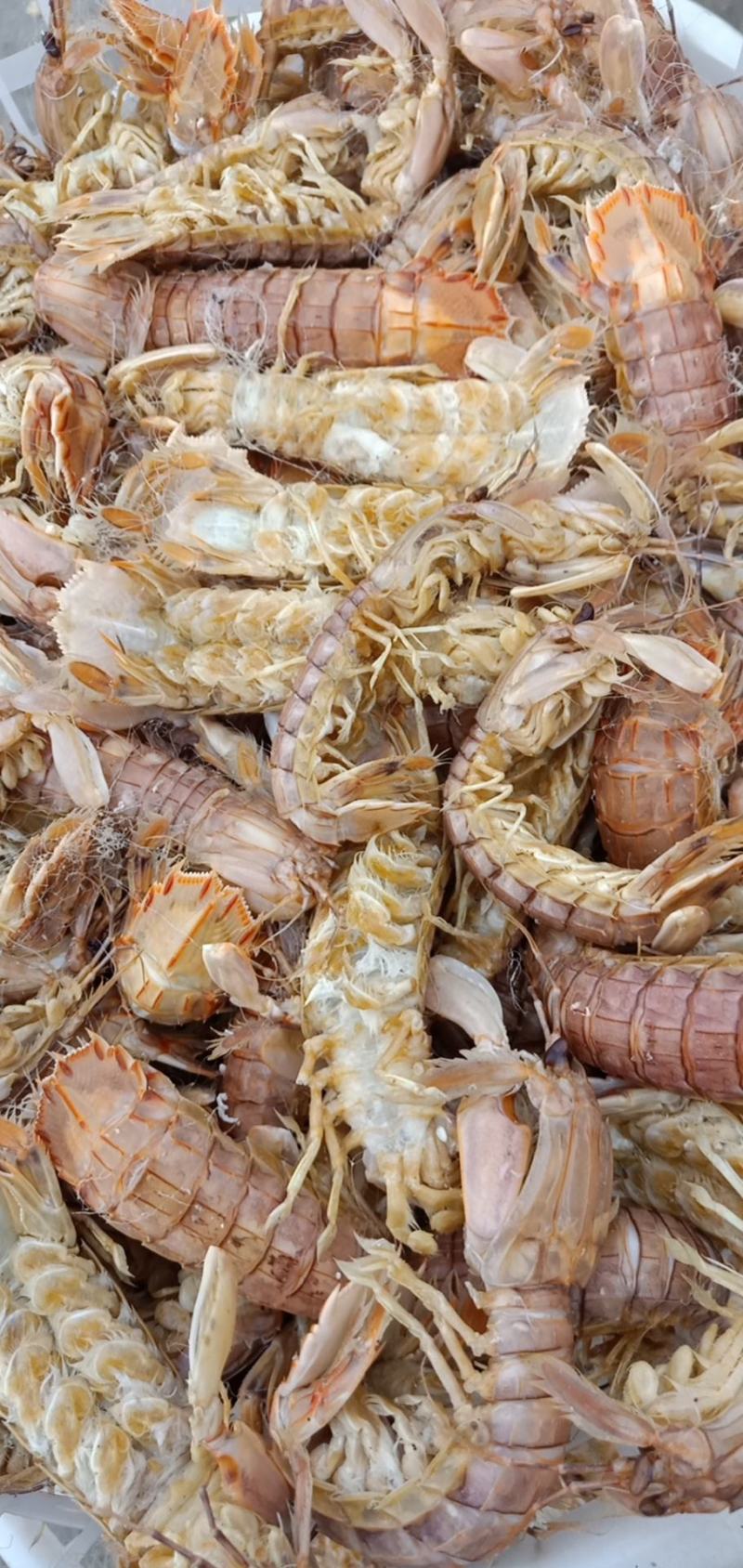 精品特级皮皮虾虾虎爬虾带籽熟冻渤海特产产地直发资质齐全