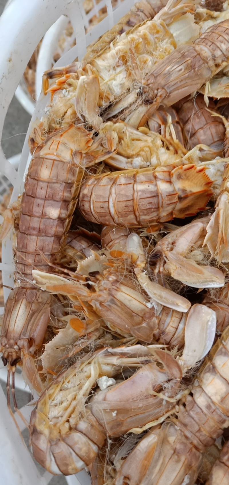 精品特级皮皮虾虾虎爬虾带籽熟冻渤海特产产地直发资质齐全