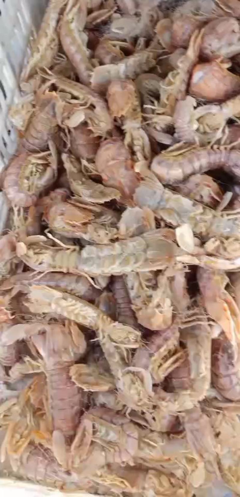 精品特级皮皮虾虾虎爬虾带籽熟冻渤海特产产地直发资质齐全