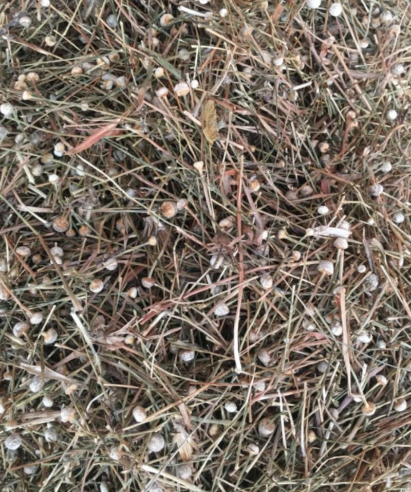 振兴药材批发谷精草1000g批发零售产地直销