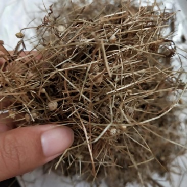 振兴药材批发谷精草1000g批发零售产地直销