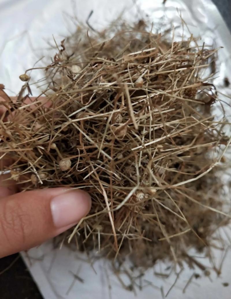 振兴药材批发谷精草1000g批发零售产地直销