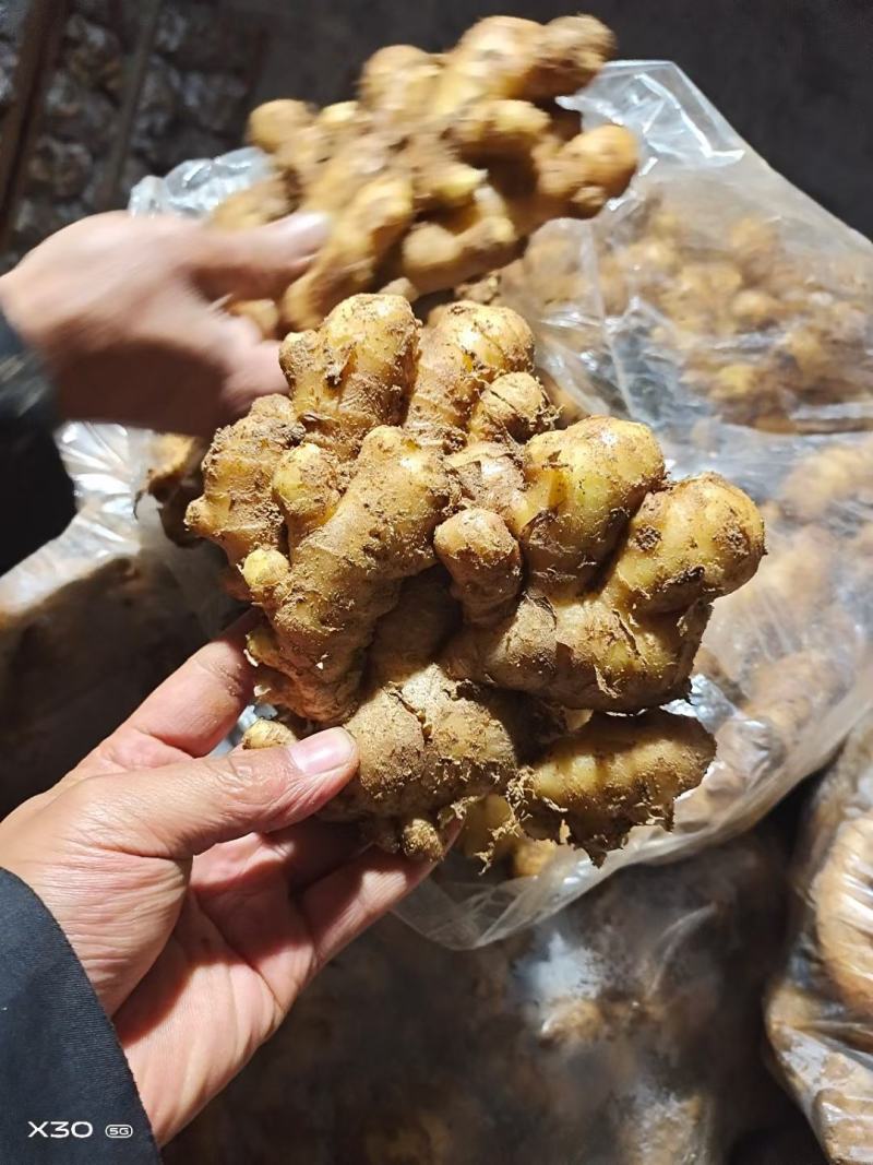 生姜产地批发一手货源，货源充足品质优良，支持全国各地发货