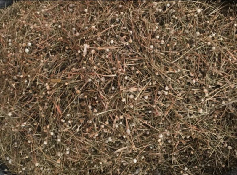 振兴药材批发谷精草1000g批发零售产地直销