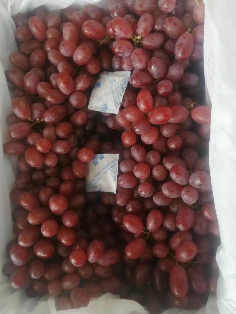 万荣克伦生葡萄需要联系，，。量大从优，需要联系，价格合理