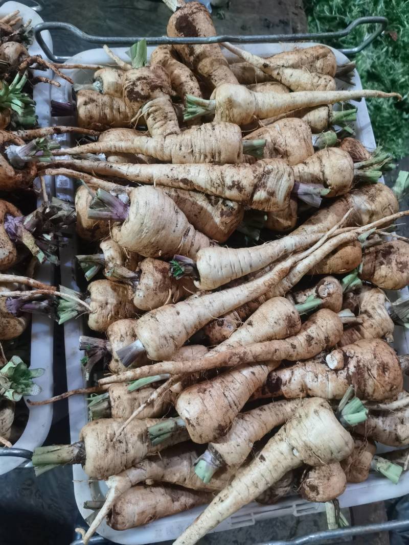 长期供应特菜，香草，三毛野菜，欢迎合作，