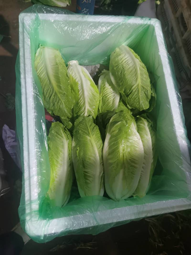 长期供应特菜，香草，三毛野菜，欢迎合作，