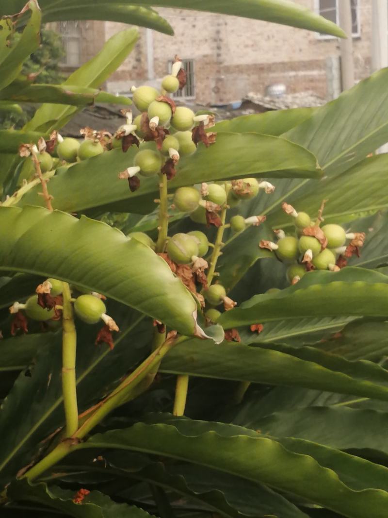 草豆蔻广西草豆蔻优质无硫南药园直供