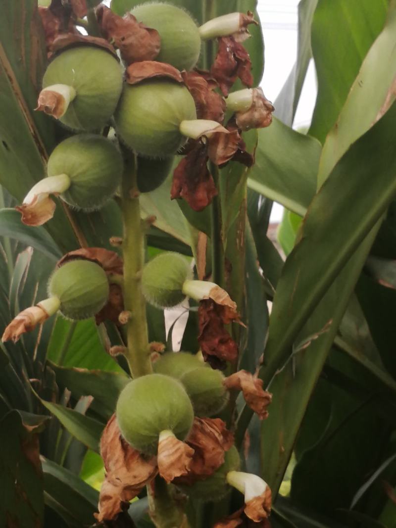 草豆蔻广西草豆蔻优质无硫南药园直供