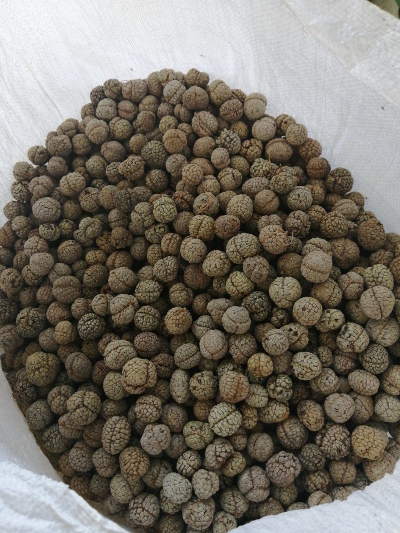 草豆蔻广西草豆蔻优质无硫南药园直供