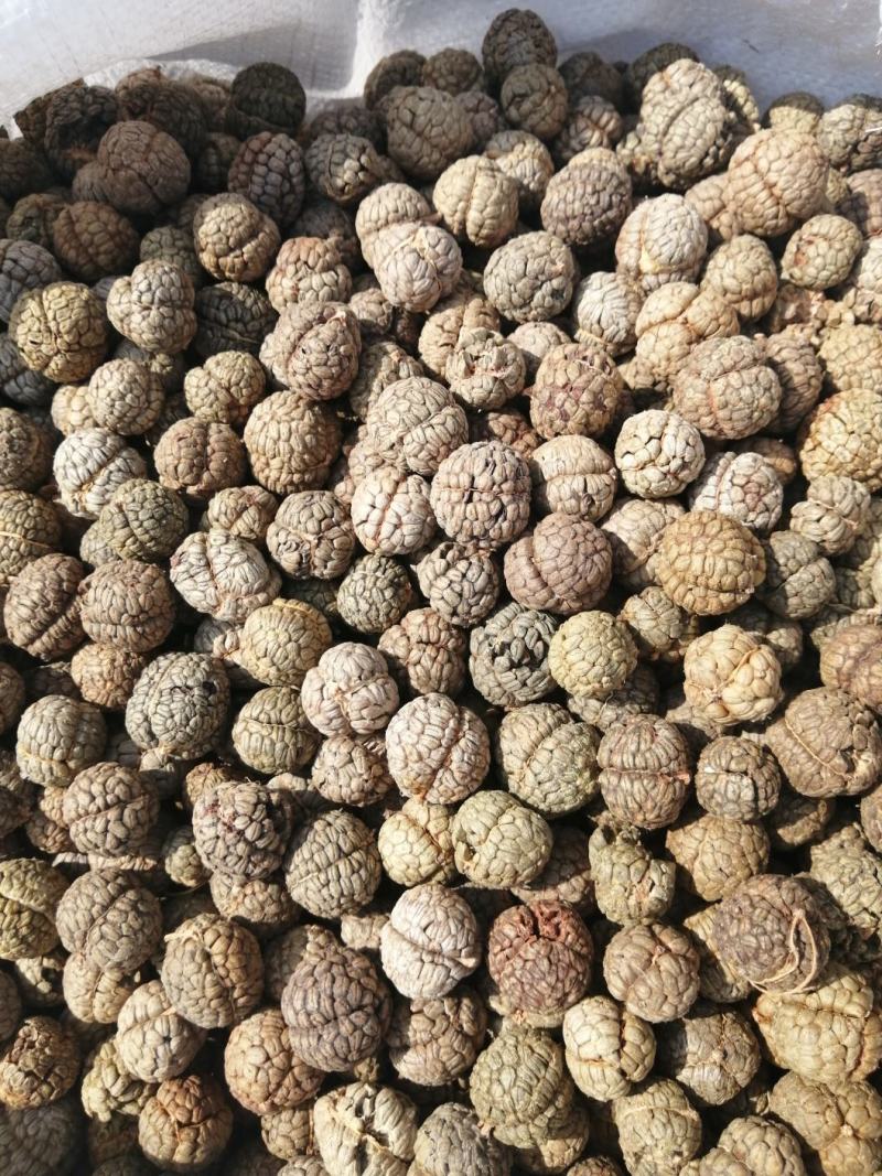草豆蔻广西草豆蔻优质无硫南药园直供