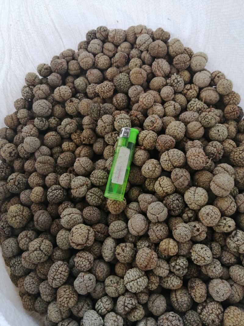 草豆蔻广西草豆蔻优质无硫南药园直供