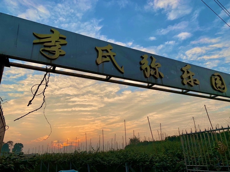 金艳黄心猕猴桃基地直发量大从优货源充足稳定一件代发