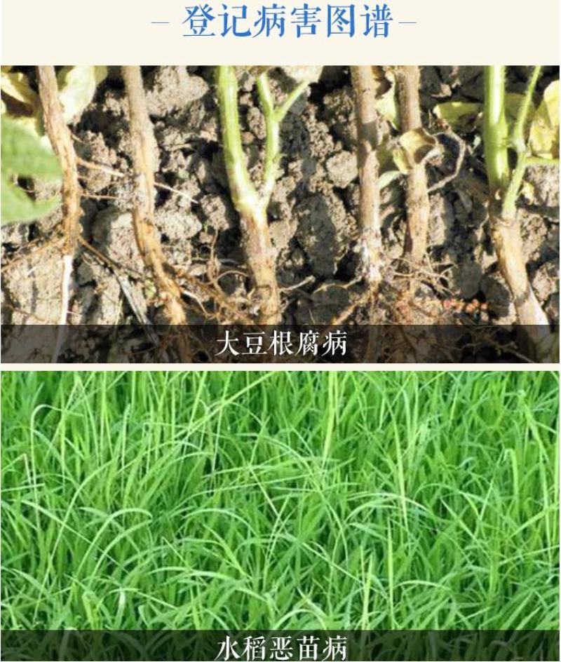 先正达亮盾精甲霜灵咯菌腈根腐病恶苗病杀菌剂