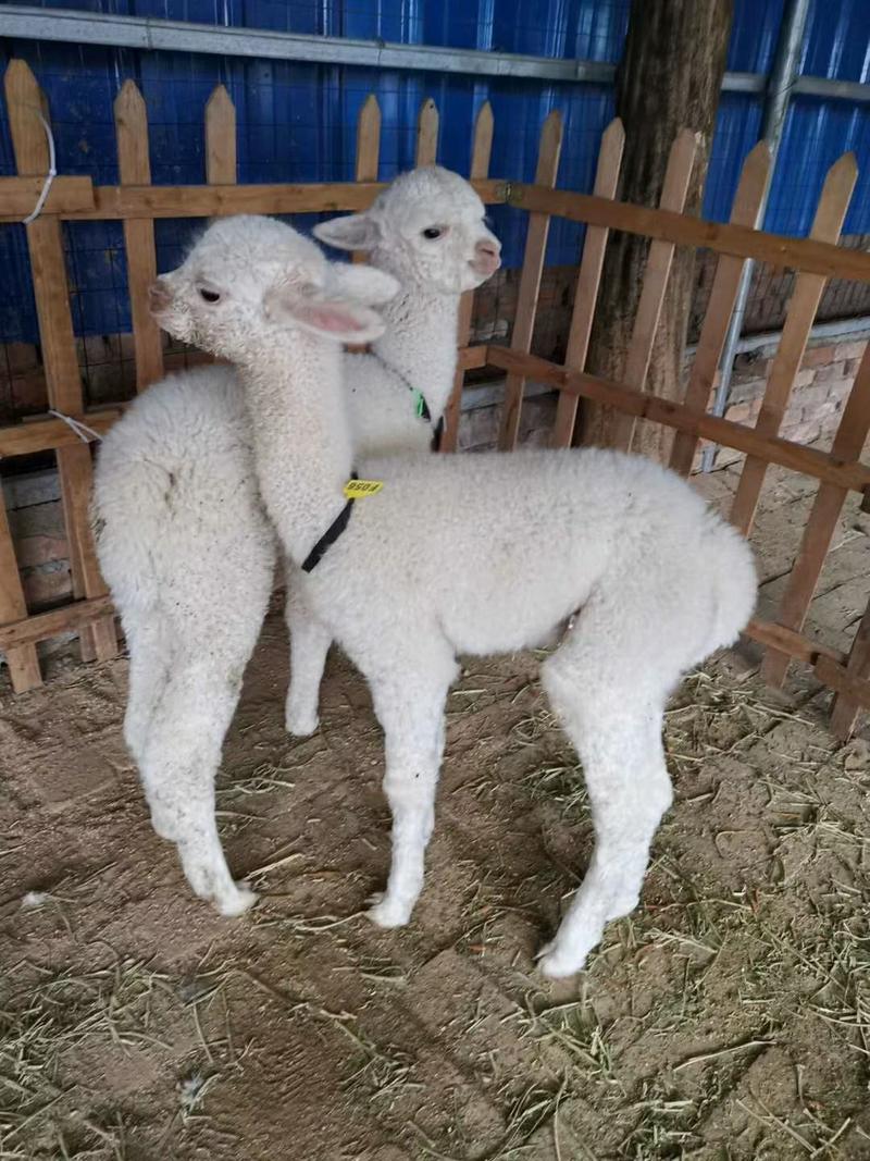 羊驼.萌宠羊驼.进口羊驼.羊驼幼崽.成年羊驼租赁萌宠羊驼