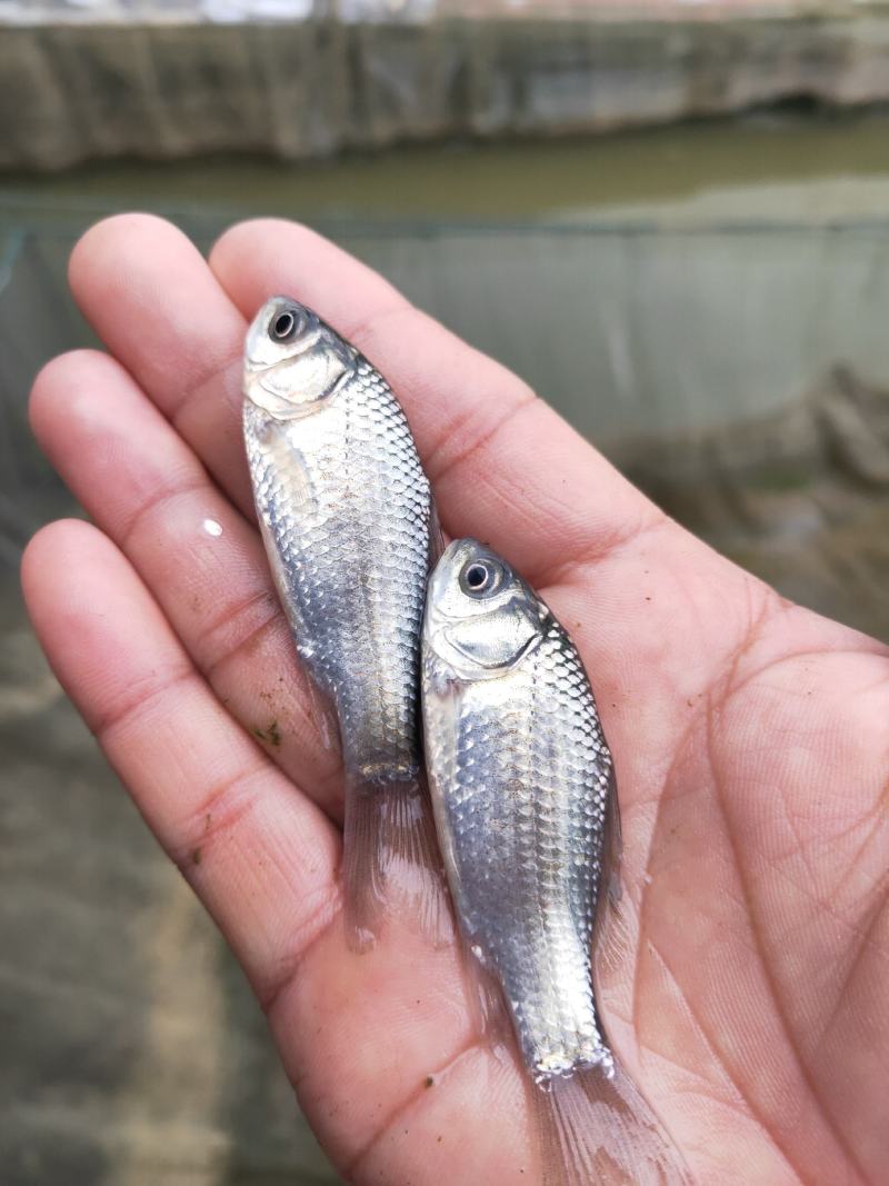 鲫鱼苗高配鲫鱼苗、快大型品种鱼苗、产地直销、欢迎了解订购