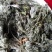 茵陈二月小茵陈绵茵陈嫩苗整棵无剪切白蒿干品无硫