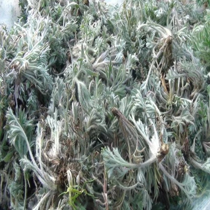 茵陈二月小茵陈绵茵陈嫩苗整棵无剪切白蒿干品无硫