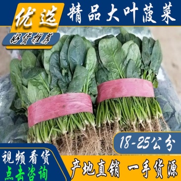 【河南滑县大棚大叶菠菜大量上市代发全国