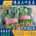 【河南滑县大棚大叶菠菜大量上市代发全国