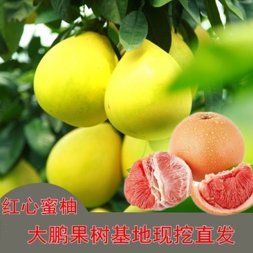 琯溪三红蜜柚苗（三红柚苗）产地直供.红心蜜柚.含技术指导