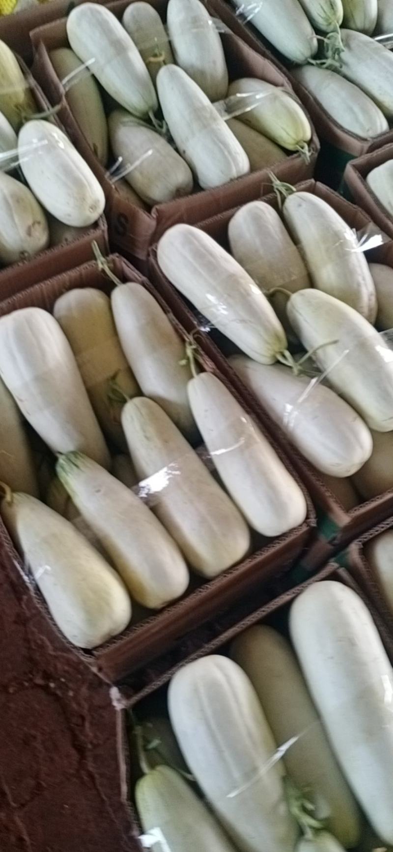 河北羊角蜜博洋61甜瓜大量供应全国接单微商电商代理