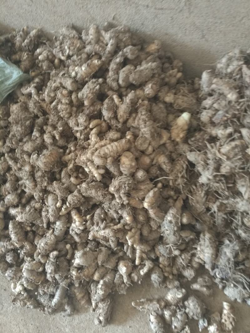 郁金广西郁金优质无硫南药园直供