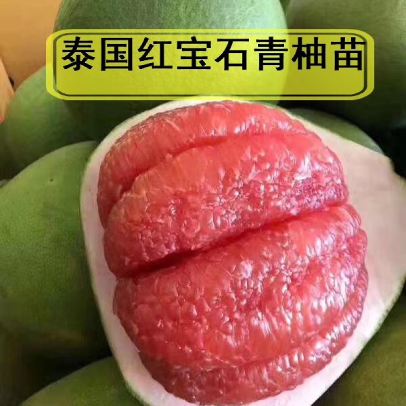 泰国红宝石青柚枝条.基地直供.母树现场剪.质量保证