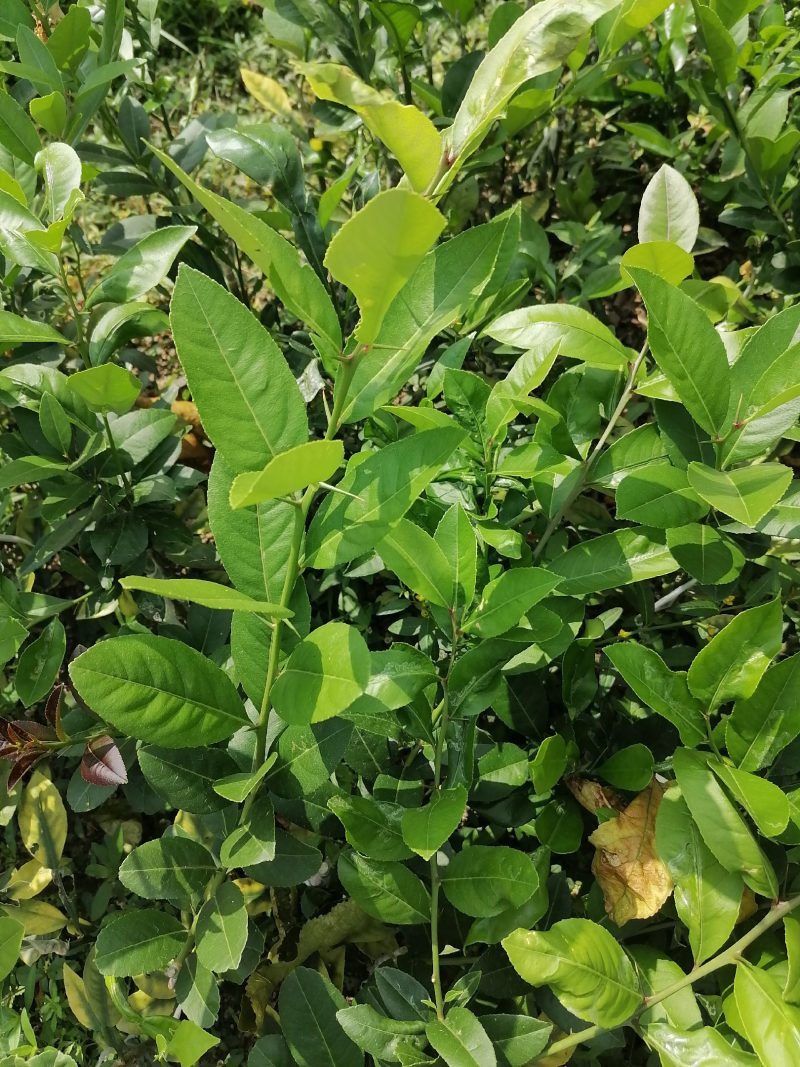 香水柠檬苗台湾，广东柠檬苗嫁接扦插苗无籽青柠檬苗