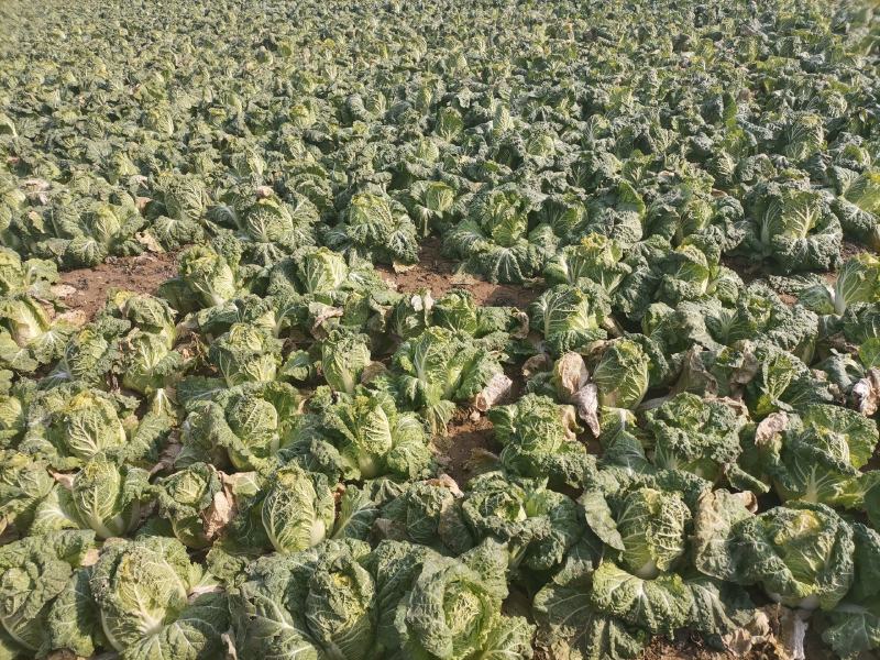 周口淮阳娃娃菜上市了，基地直供，诚实守信，