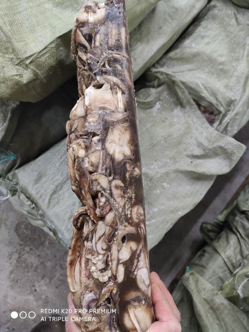 精品水产品北太鱿鱼头，规格齐全物美价廉量足，欢迎电话联系