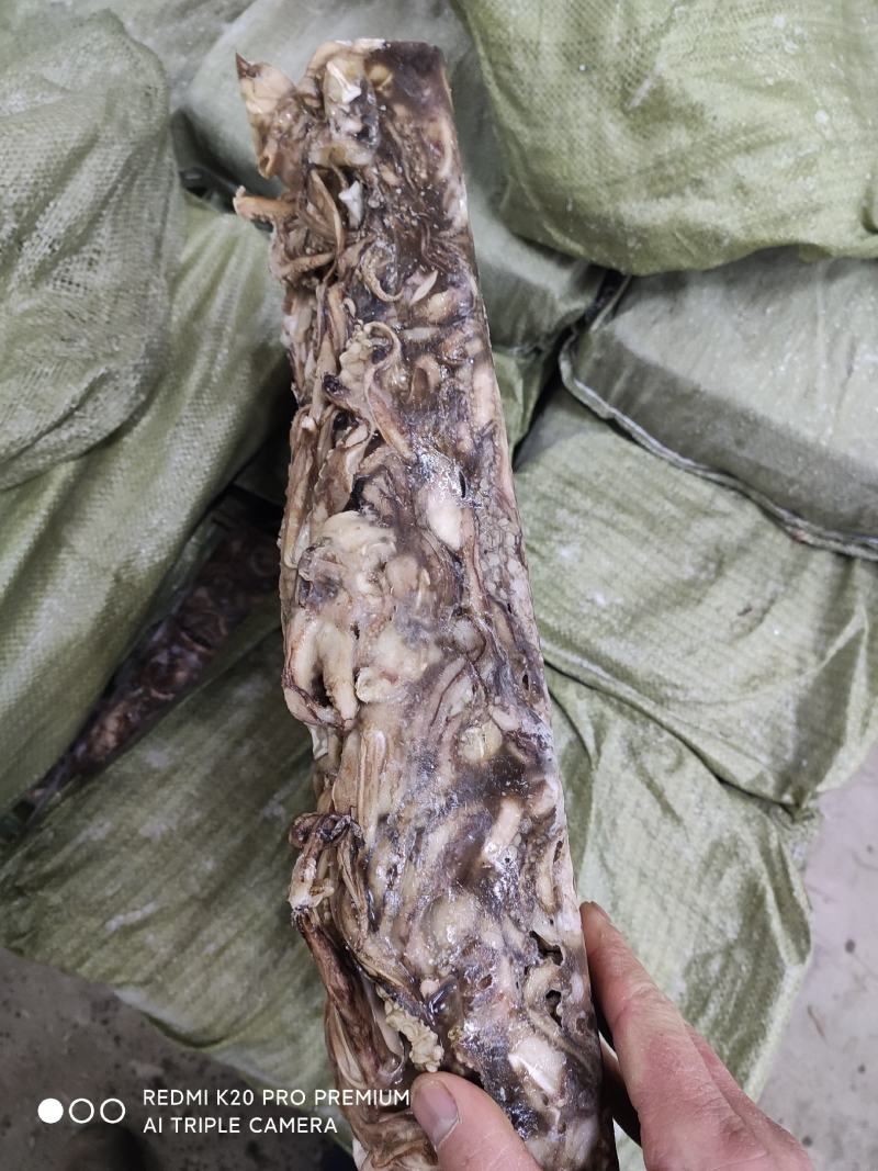 精品水产品北太鱿鱼头，规格齐全物美价廉量足，欢迎电话联系