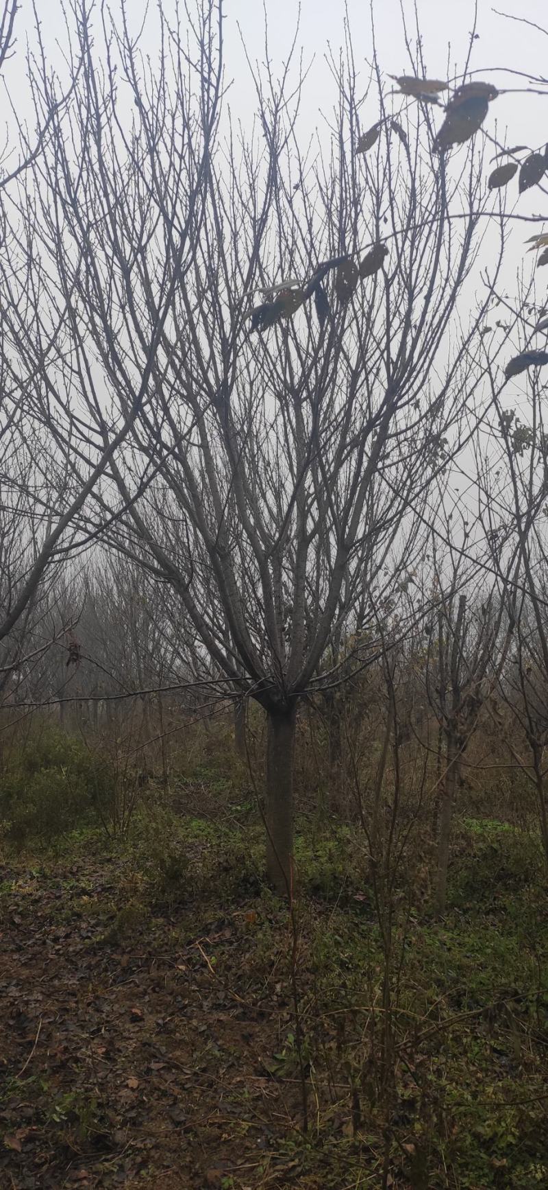 樱花15公分一级树，8公分到25公分